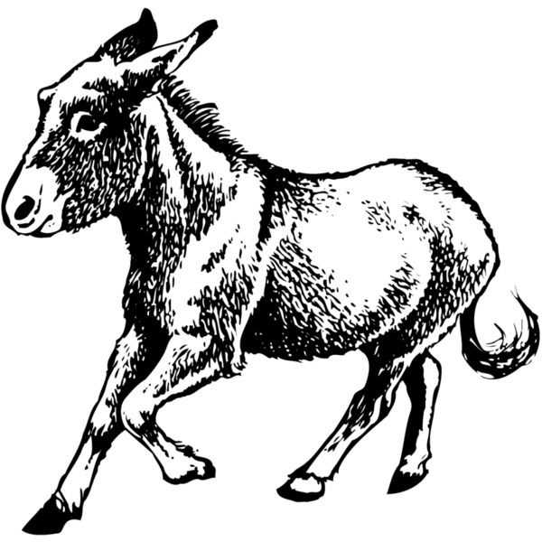 BURRO011 Thumbnail