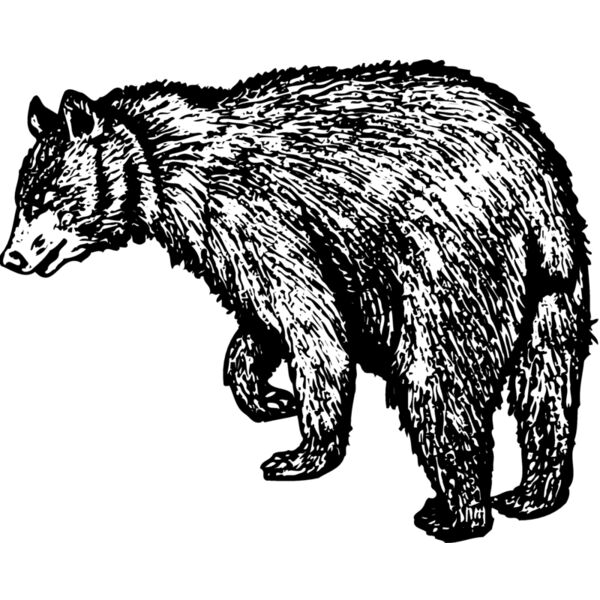 BEAR011 Thumbnail